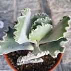 Cotyledon orbiculata var. undulata