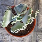 Cotyledon orbiculata var. undulata