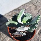 Cotyledon orbiculata var. undulata