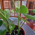 Peperomia polybotrya  