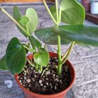 Peperomia polybotrya  