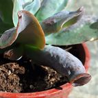 Echeveria Culibra (HIBRIDO)