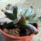 Echeveria Culibra (HIBRIDO)