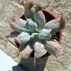 Echeveria Culibra (HIBRIDO)