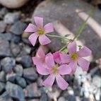 Oxalis articulata  