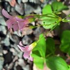 Oxalis articulata  