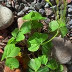 Oxalis articulata  