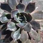 Echeveria Linda Jean (HIBRIDO)