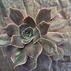 Echeveria Linda Jean (HIBRIDO)
