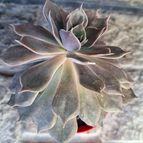 Echeveria Linda Jean (HIBRIDO)