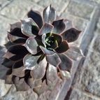 Echeveria Linda Jean (HIBRIDO)