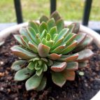 Sedeveria Darley Dale (HIBRIDO)