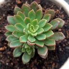 Sedeveria Darley Dale (HIBRIDO)