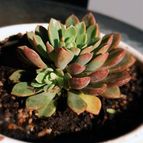 Sedeveria Darley Dale (HIBRIDO)
