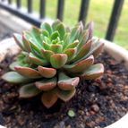 Sedeveria Darley Dale (HIBRIDO)