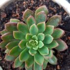 Sedeveria Darley Dale (HIBRIDO)