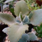 Collecion de margim02
