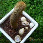 Collecion de margim02
