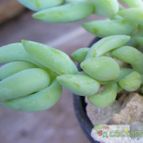 Collecion de margim02
