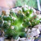 Collecion de margim02