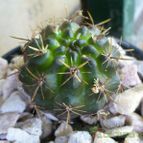 Collecion de margim02