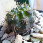 Collecion de margim02