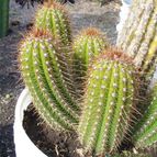 Collecion de margim02