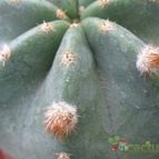 Collecion de margim02