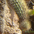 Collecion de margim02