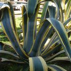 Collecion de margim02