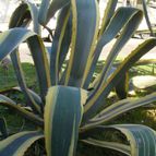 Collecion de margim02