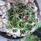 Collecion de margim02