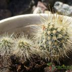 Collecion de margim02