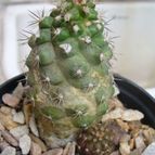 Collecion de margim02