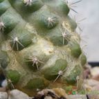 Collecion de margim02