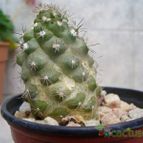 Collecion de margim02