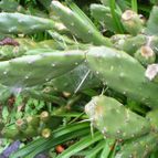Collecion de margim02