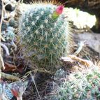 Collecion de margim02