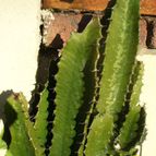Collecion de margim02