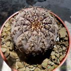 Collecion de margim02