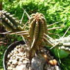 Collecion de margim02