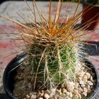 Collecion de margim02
