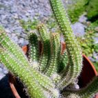 Collecion de margim02