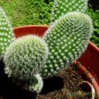 Collecion de margim02