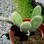 Collecion de margim02