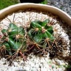 Collecion de margim02