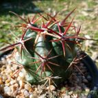 Collecion de margim02