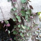 Collecion de margim02