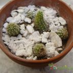 Collecion de margim02