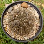 Collecion de margim02